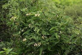 Image result for Solanum tettense