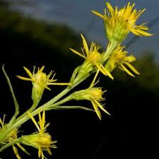 Image result for Bothriocline glomerata