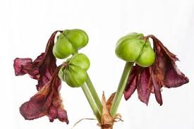 Pin Auf Amaryllis