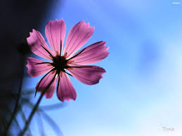 Multiple sizes available for all screen sizes. Natural Flower Wallpaper Hd