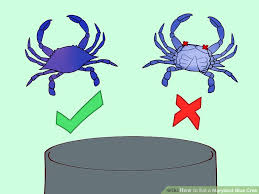 how to eat a maryland blue crab with pictures wikihow