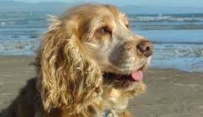 Image result for anglický kokršpaněl