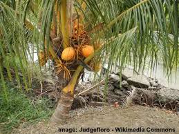 Dwarf coconut trees are now opening up possibilities for gardeners. Types Of Coconuts Green Brown White And More Coconut Varieties