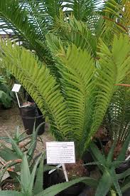 Image result for Encephalartos senticosus
