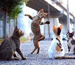 Идеи на тему «Полосатые котята» (16) | котята, полосатые котята, кошачьи  фотографии