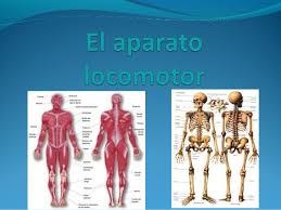 Resultado de imagen de aparato locomotor 6o primaria