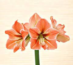 At First Glance An Amaryllis Bulb With Its Flaking Brown Skin And Gnarled Roots Doesn T Look Like Much But Once It Starts To Grow Pflanzen Amaryllis Natur