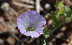 Image result for Convolvulus arvensis