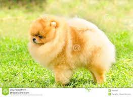 Pomeranian Dog Stock Image Image Of Brown Black Expression 35292385