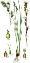 Image result for Carex spicato-paniculata