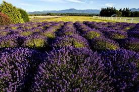 See full list on wikihow.com How To Grow Lavender In Every Climate Gardener S Path