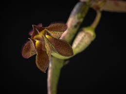 Image result for Ceropegia cimiciodora