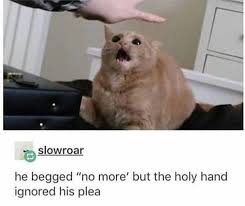 Pin By Jacie Fagerland On Animals Humans Cute Funny Animals Cat Memes Funny Animals