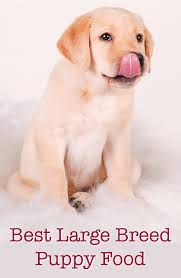 Best canned food for large breed puppies. Best Large Breed Puppy Food Make The Right Choice