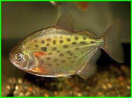 Jenis Ikan Dolar Ikan Silver Dollar Ikan Silver Dollar Totol Ikan Silver Dollar Wikipedia Ikan Silver Dollar Terbesar Ikan Silver Doll Ikan Binatang Hewan