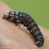 The psychidae (bagworm moths, also simply bagworms or bagmoths) are a family of the lepidoptera (butterflies and moths). 1
