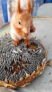 What Are The Best Hypoallergenic Cat Breeds For People With Allergies Video Video Cute Squirrel Cute Baby Animals Cat Breeds Hypoallergenic