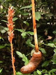 Image result for Gastrodia rwandensis