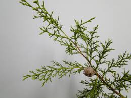 Image result for Cupressus lusitanica