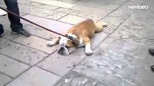 See more ideas about fat dogs, dogs, fat animals. Lazy Fat Dog Youtube
