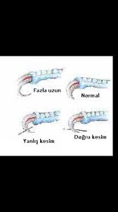 Muhabbet Kusu Gaga Ve Tirnak Kanat Oz Vet Pet Kus Hastanesi Cerrahi Merkezi Facebook