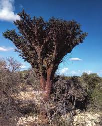 Image result for Lepidotrichilia