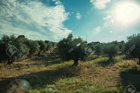 Field trips & pasture tours. Verdant Orchard With Olive Trees Full Of Fruits Still Not Ripe Stock Photo Picture And Royalty Free Image Image 121783556