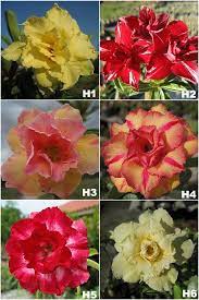 Pin On Jardineria