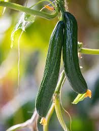 Image result for thrips damage on cucumber