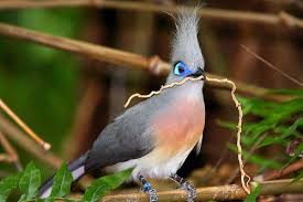 Gray Bird With White Stripes On Wings And Tail Crested Coua Coua Cristata C Giuss95 The Crested Coua Coua Cristata Is A Medium Sized Approximately 44cm Long Gree Beautiful Birds Birds Pet Birds