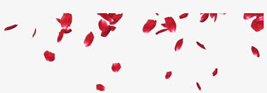 Falling Petals Png Photos Rose Petals Png Transparent Png 852x480 Free Download On Nicepng Choose from 160+ rose leaves graphic resources and download in the form of png, eps, ai or psd. falling petals png photos rose petals