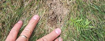 Surface tunnels, dying grass and plants, an increase in weeds, and molehills (which are piles of dirt less than 6 inches tall and shaped like footballs. What Are All Those Bumps On My Lawn Green Thumb Lawn Service