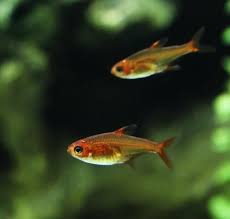 These small fish rarely get larger than a popular and colorful option for a community tank, the blue tetra poses problems for betta tanks. Ember Tetra 101 Care Size Breeding Lifespan More