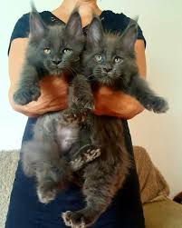 Black And White Maine Coon Cats For Sale Pin On Maine Coon