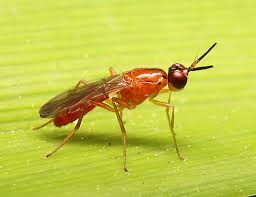 Image result for Cyclocotyla congolensis