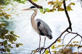 Identification Small Birds Of South Africa How To Identify A Bird In 5 Steps Birds South African Birds Bird Species