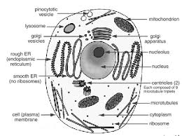 (b) packages materials coming from the endoplasmic retic. Draw A Neat Diagram Of Animal Of An Animal Cell And Label Any Four Parts Of It Studyrankersonline