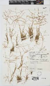 Image result for Trichoneura grandiglumis