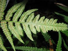 Image result for Deparia