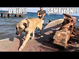 O Bir Sampiyon Dev Turk Aslani Degerli Giant Dog Kangal Malakli Anadolucobankopegi Youtube