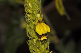 Image result for Justicia flava