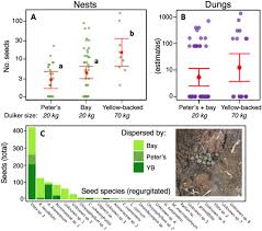 Image result for Strombosiopsis