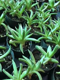 Image result for Nananthus vittatus