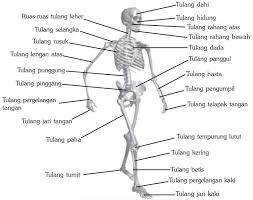 .organ tubuh manusia dengan fungsinya beserta pemeliharaannya rangka manusia terbagi menjadi 3 kelompok yaitu : Gambar Kerangka Manusia Tengkorak Tubuh Dan Anggota Gerak