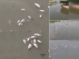 Ini menunjukkan, pencemaran di sungai cileungsi yang berasal dari limbah kimia pabrik di sekitar wilayah tersebut sudah terlalu berat. Ikan Mati Akibat Kurang Oksigen