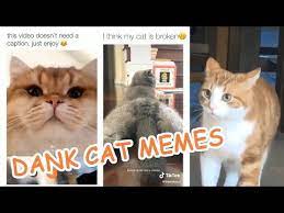 Funny Cute Cat Videos Compilation Youtube In 2021 Cats Cat Memes Cute Cat Gif