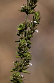 Image result for Micromeria imbricata