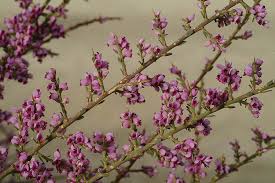 Image result for Muraltia