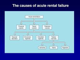 Clinical manifestations of renal disease dr. Pathophysiology Of Acute And Chronic Renal Failure Ppt Download