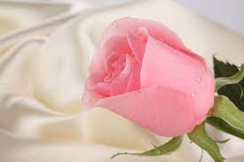 Rose Wallpapers For Desktop Full Size Hd 1080p 11 Hd Wallpapers Beautiful Pink Flowers Pink Flower Pictures Purple Roses Wallpaper